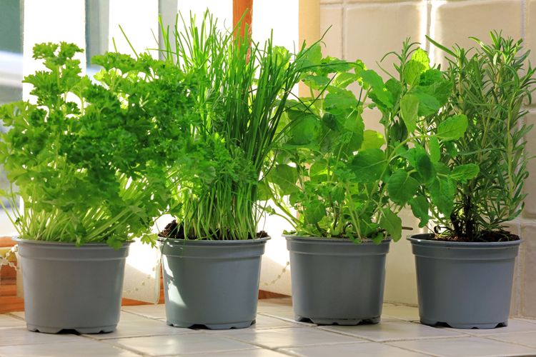 tanaman herbal di rumah